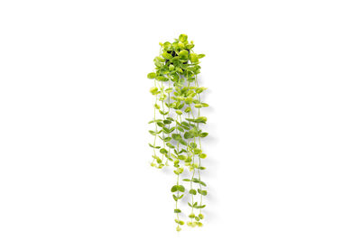 COIN LEAF - 90cm Hanging Pot
