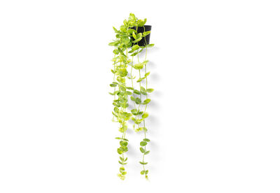 COIN LEAF - 90cm Hanging Pot