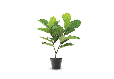 FIDDLE LEAF - 75cm Fiddle Leaf Fig with Black Plastic Pot