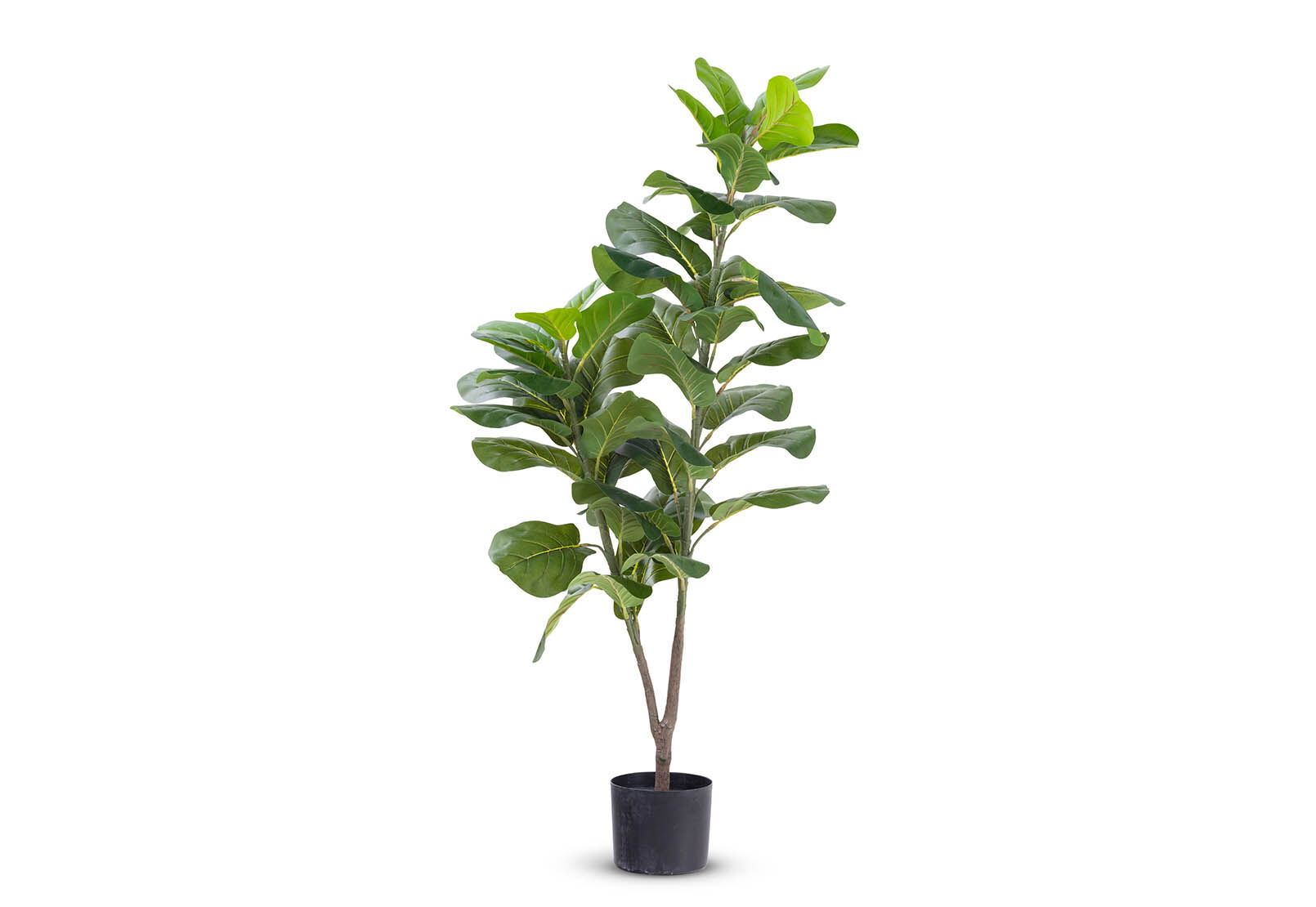 FIDDLE - 120cm Fiddle Leaf Tree FIDDLE