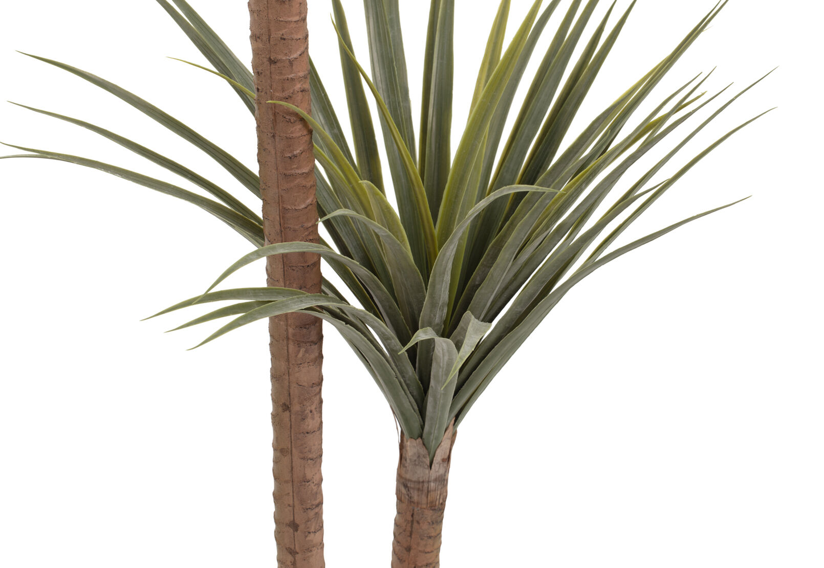 DRACAENA TREE - 140CM DRACAENA TREE