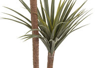 DRACAENA TREE