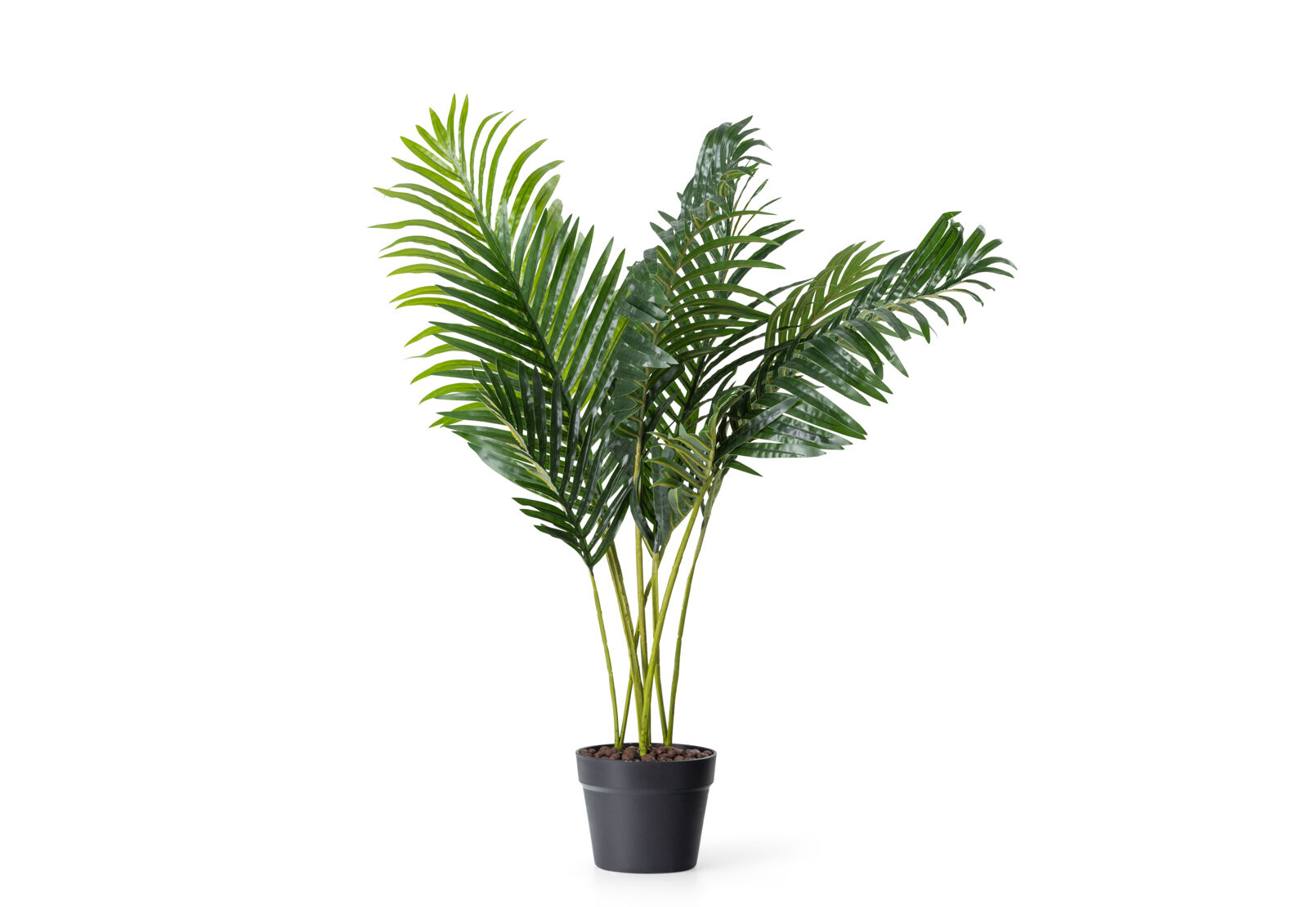 PALM TREE