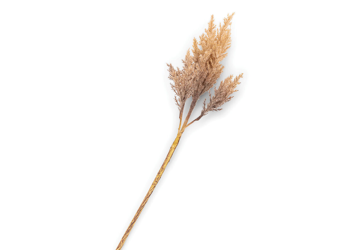 ASTILBE