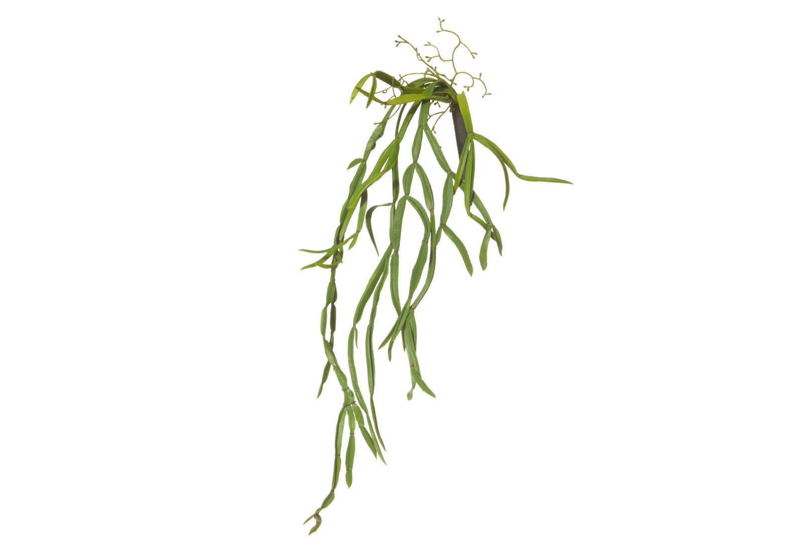 RHIPSALIS VINE
