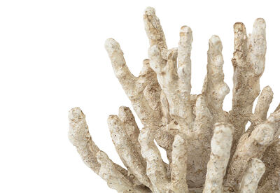 ERCOLE - 18CM Decorative Coral
