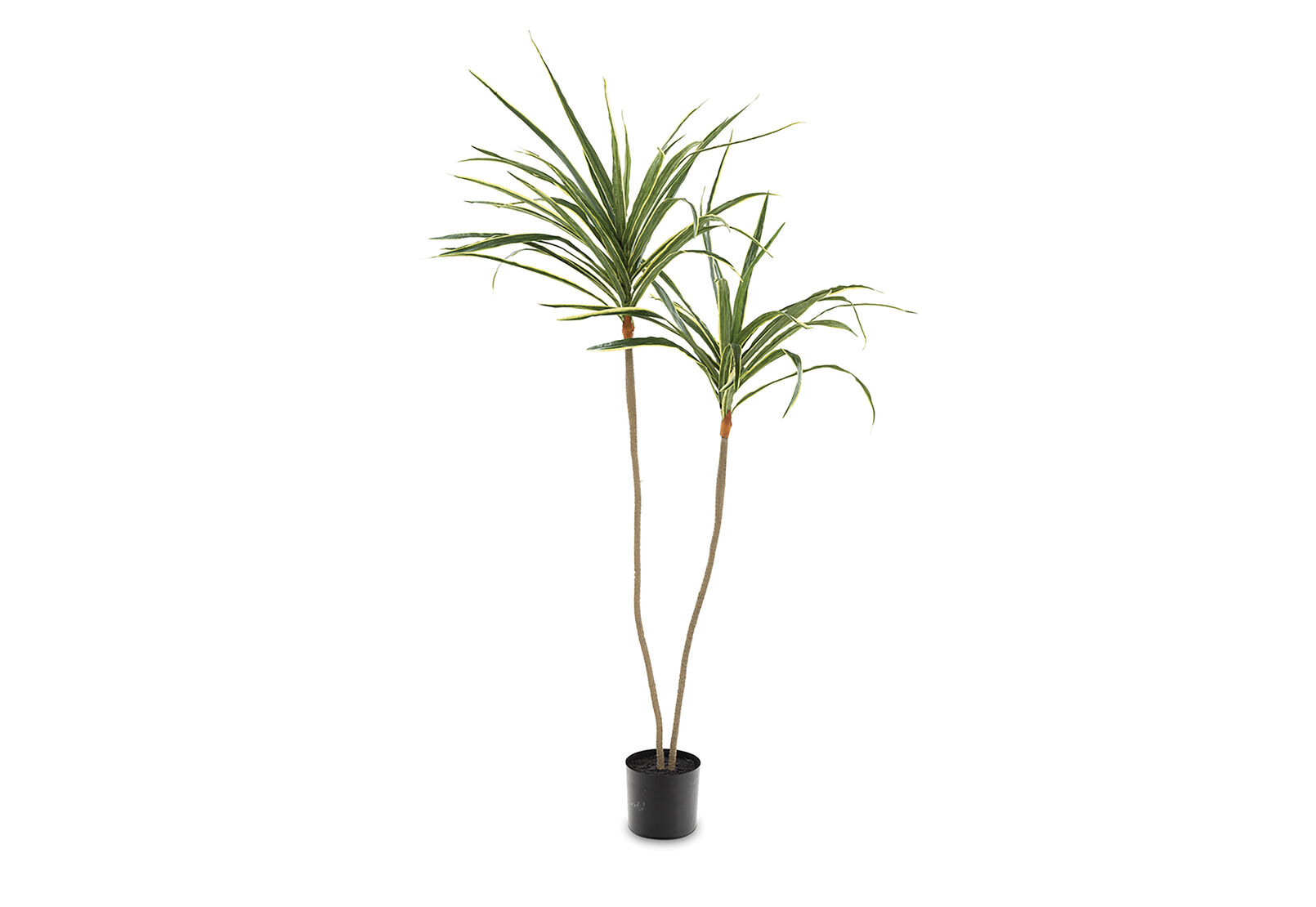 DRACAENA