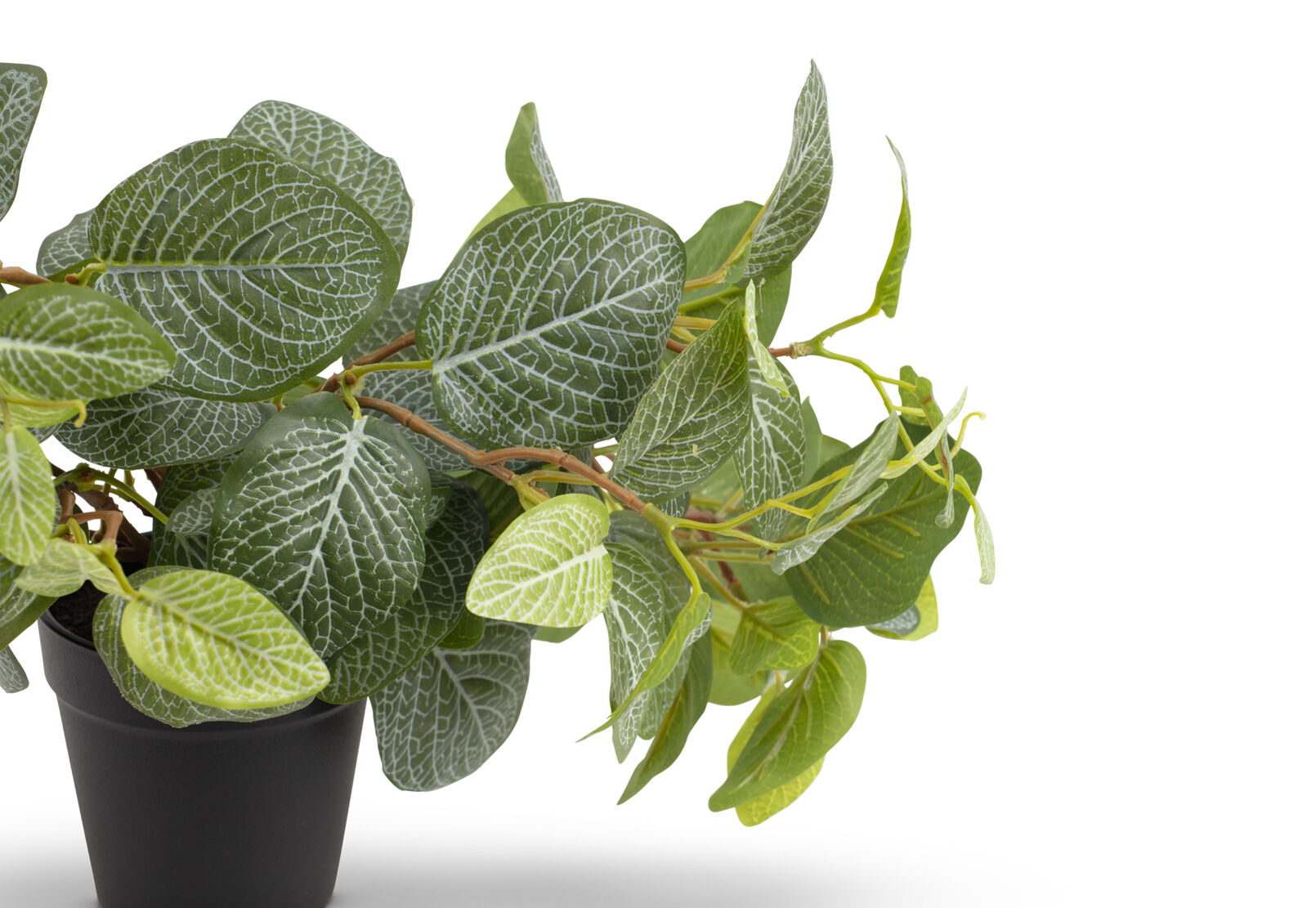 FITTONIA