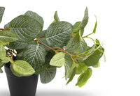 FITTONIA