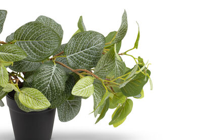 FITTONIA - BUSH