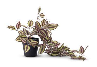 ARTIFICIAL ZEBRINA - Plant