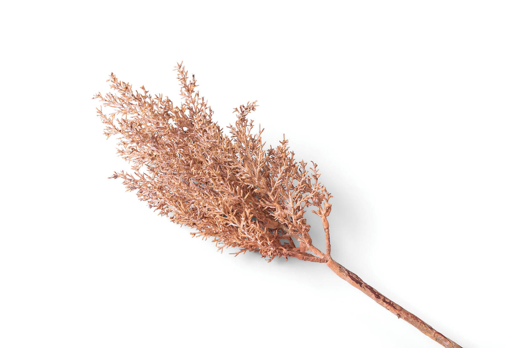 TEA TREE - 62cm Stem TEA TREE
