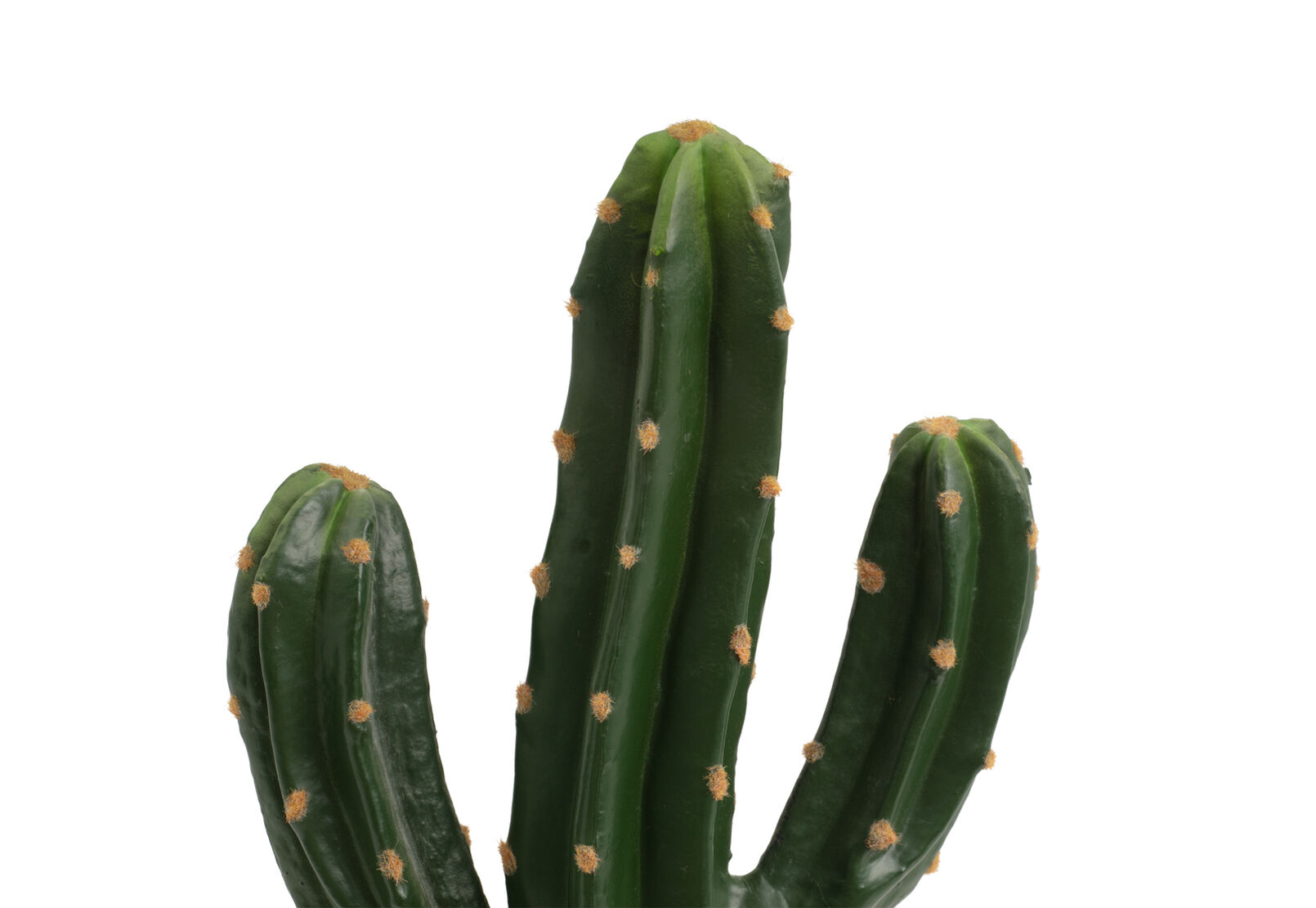 SAGUARO - CACTUS SAGUARO