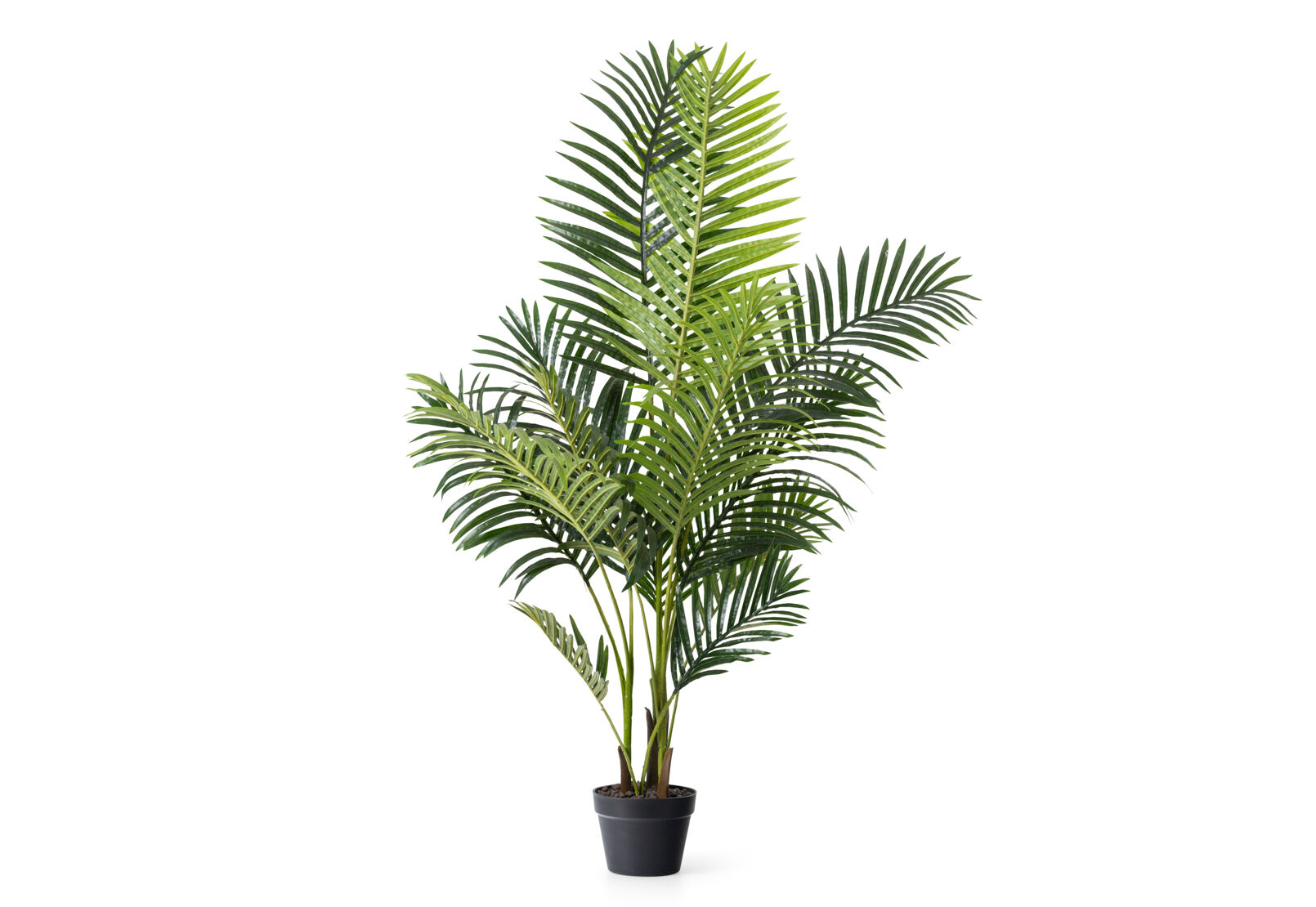 PALM TREE