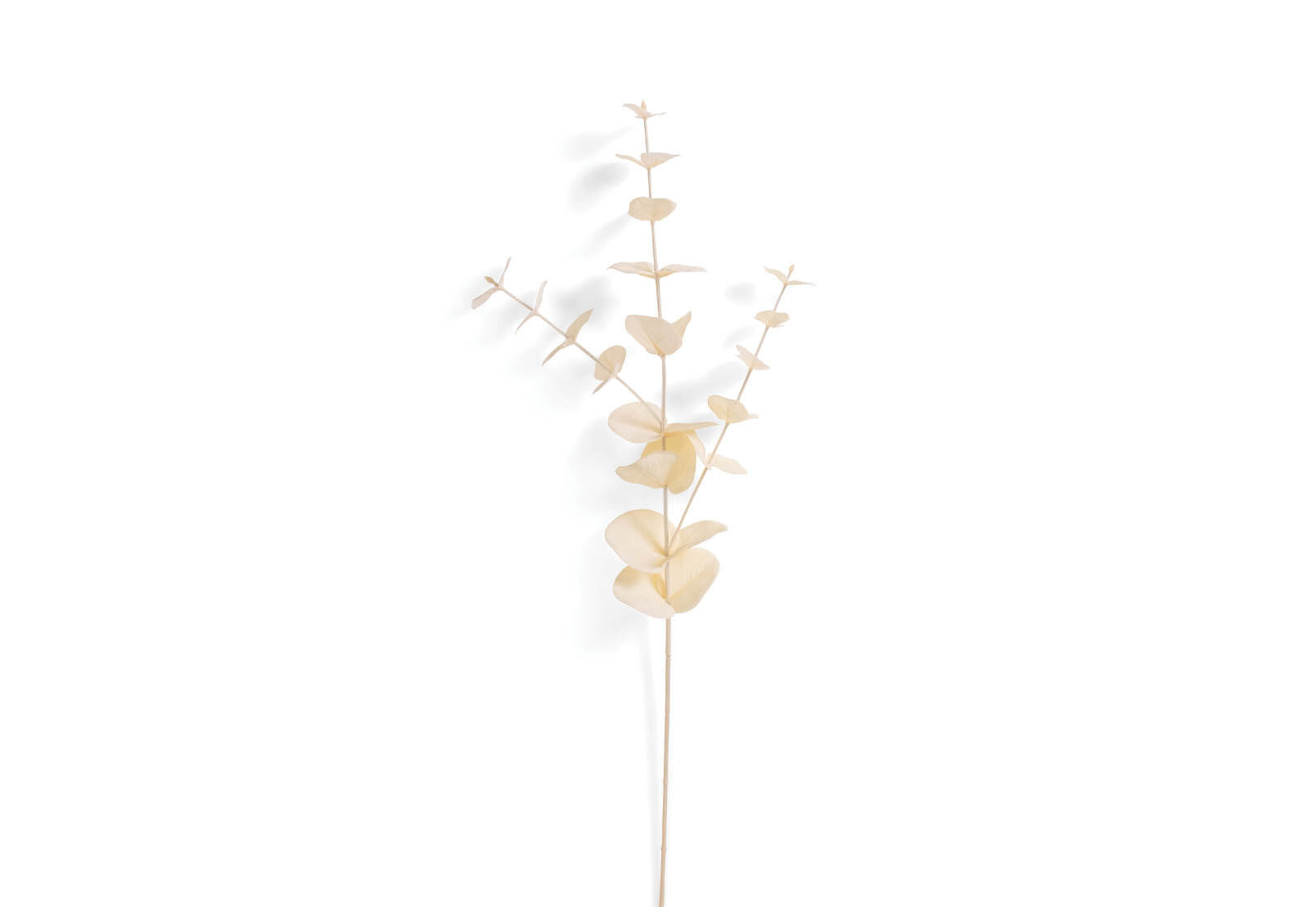 EUCY - 67cm Stem EUCY