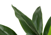 ASPIDISTRA