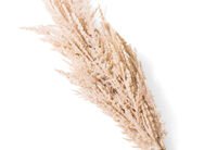PAMPAS