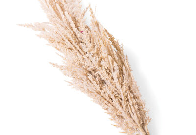 PAMPAS - 83cm Stem