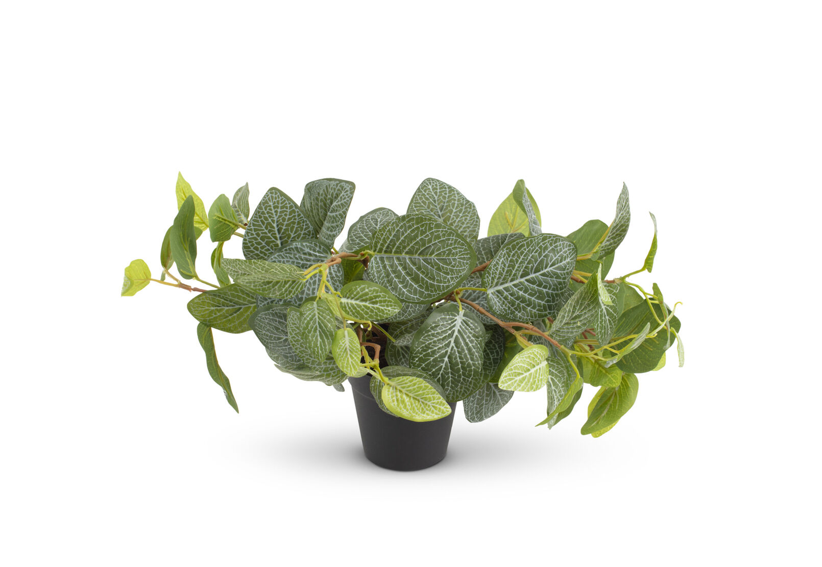 FITTONIA