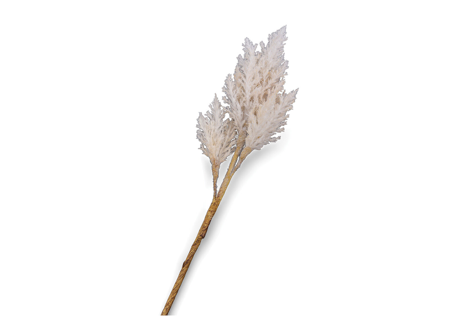 ASTILBE - 82cm Stem ASTILBE