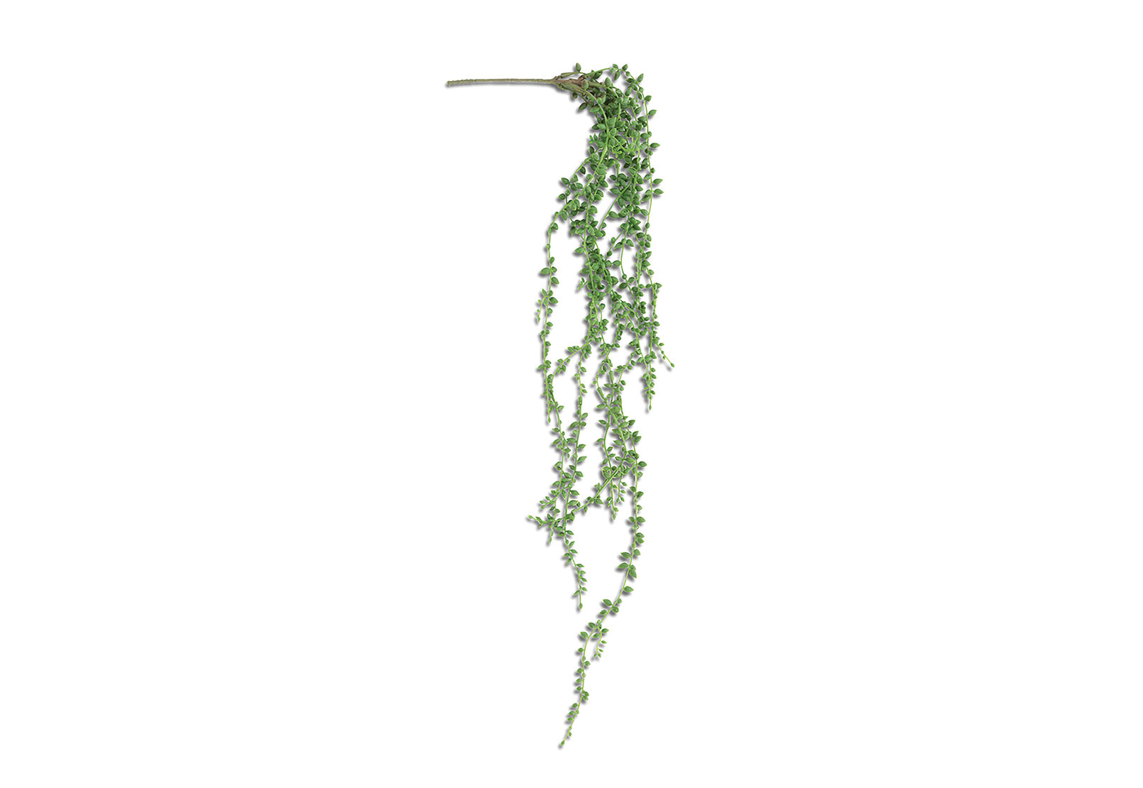 SUCCULENT BEAN LEAF - Faux Plant SUCCULENT BEAN LEAF