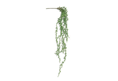 SUCCULENT BEAN LEAF - Faux Plant