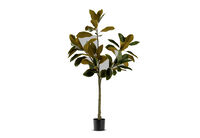 NOLIA TREE