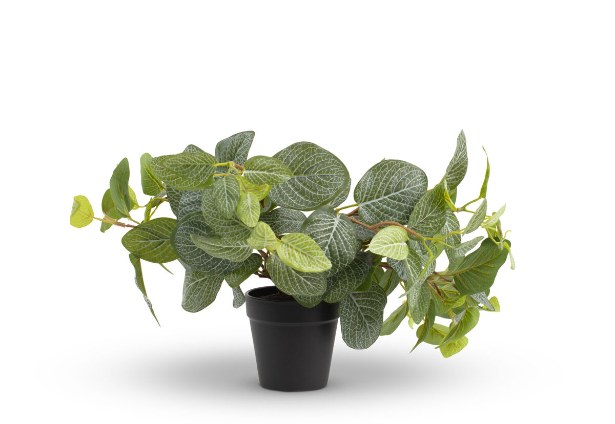 FITTONIA