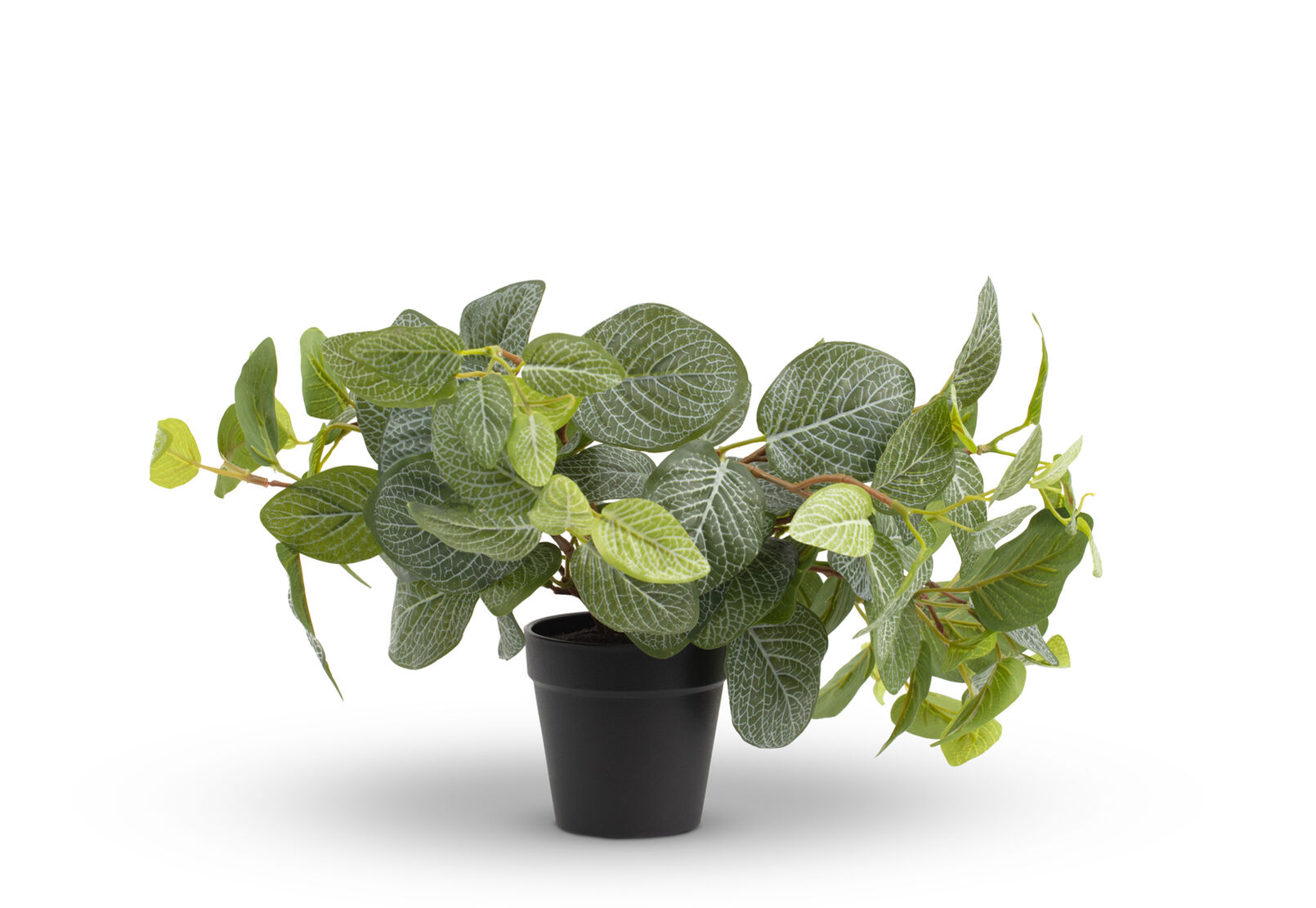 FITTONIA