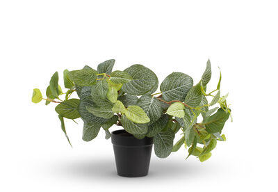 FITTONIA - BUSH