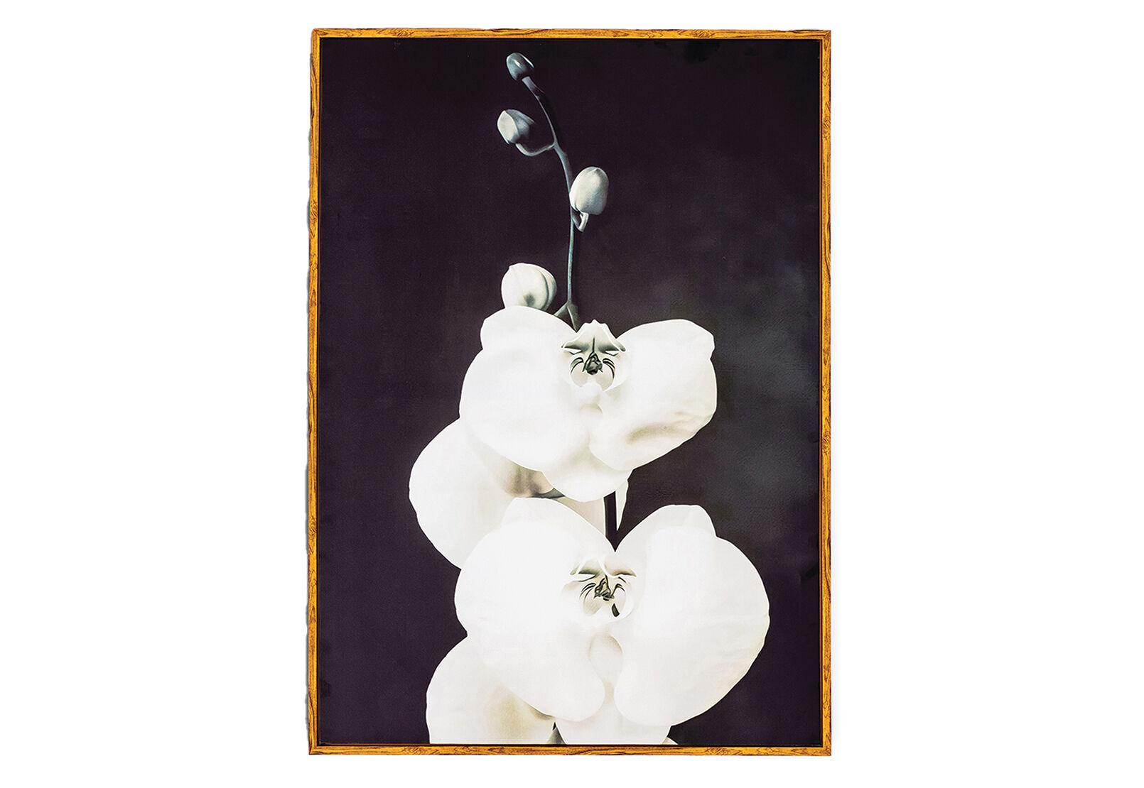 DREAMING ORCHIDS