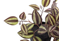 ARTIFICIAL ZEBRINA