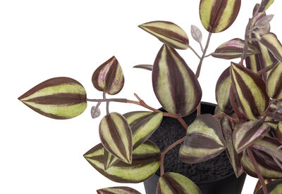 ARTIFICIAL ZEBRINA - Plant