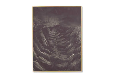 INTO THE FOREST - Wall Art 90 x 120cm