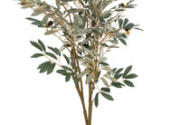 OLIVE TREE