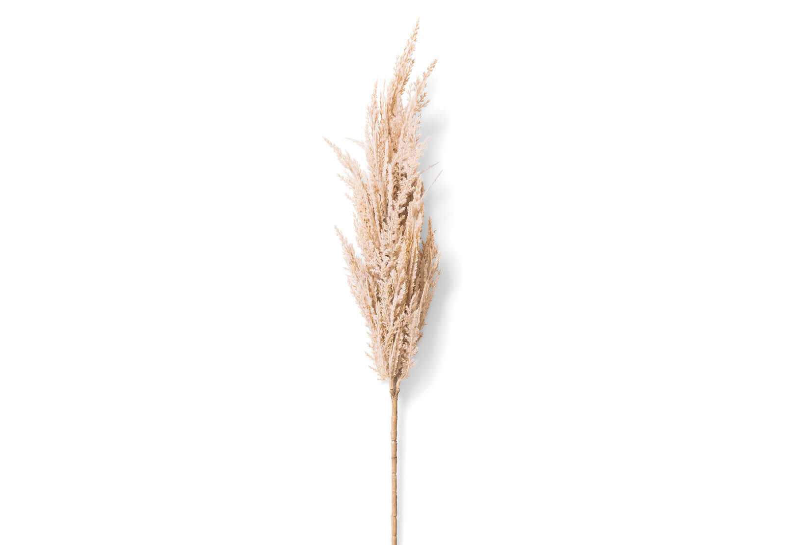 PAMPAS - 83cm Stem PAMPAS