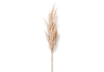 PAMPAS - 83cm Stem
