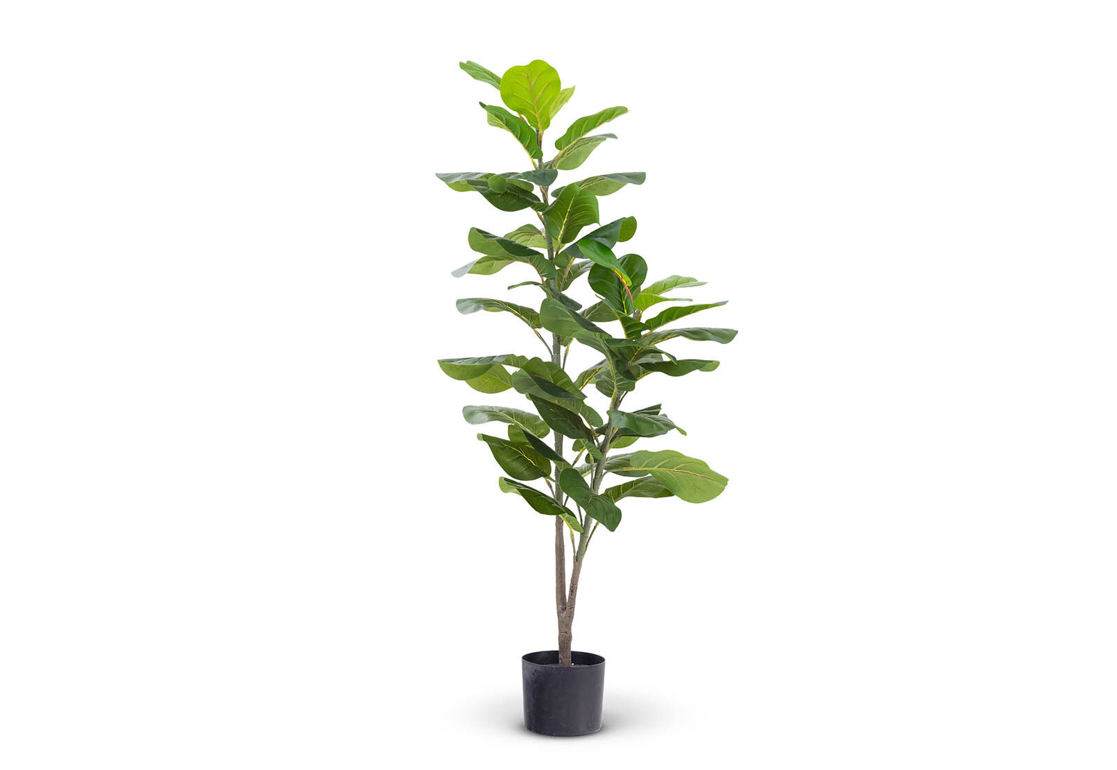 FIDDLE - 120cm Fiddle Leaf Tree FIDDLE