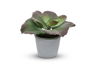 FLAP JACK - Succulent in Pot