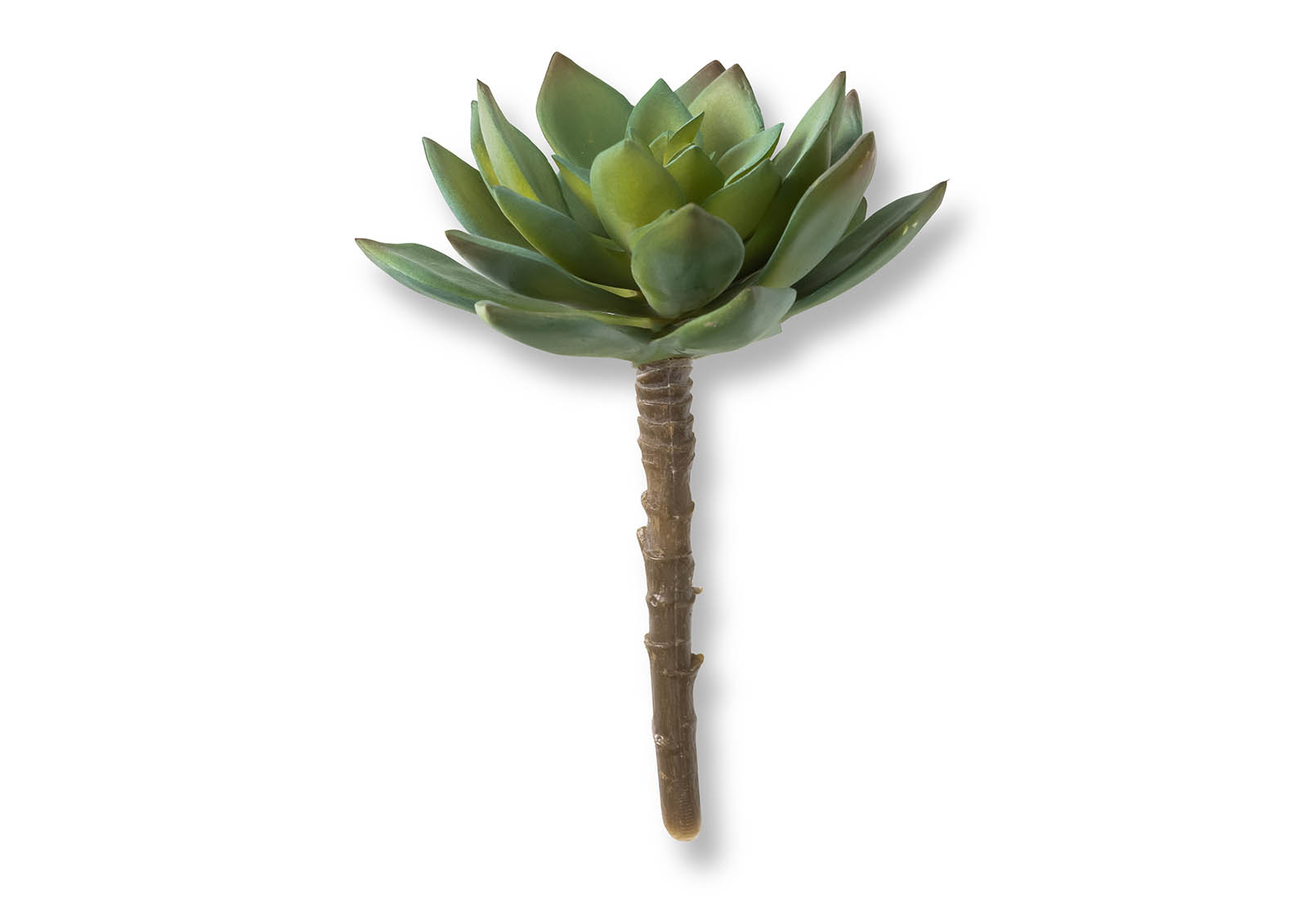 GREEN ECHEVERIA RELAR 14cm Stem